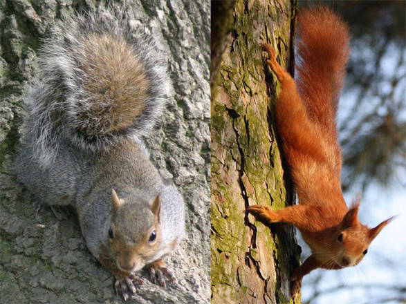 1359824062002_european-red-squirrel-pho